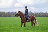 кросс шайр 