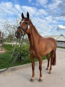 КОБЫЛА НА МАРШРУТЫ ДО 120 СМ