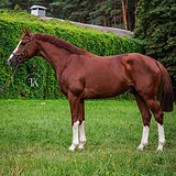 ЖЕРЕБЕЦ В ТРОЕБОРЬЕ 