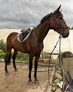 МЕРИН В КОНКУР