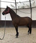 ИДЕАЛЬНАЯ В ХОББИ