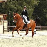 Мерин уровня СП