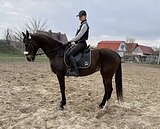 АХАЛТЕКИНСКАЯ КОБЫЛА ДЕШЕВ