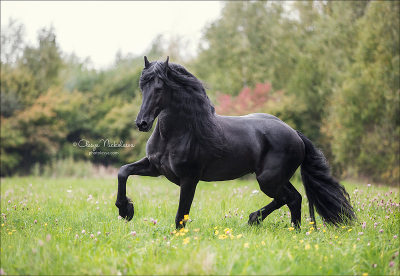 фризский жеребец