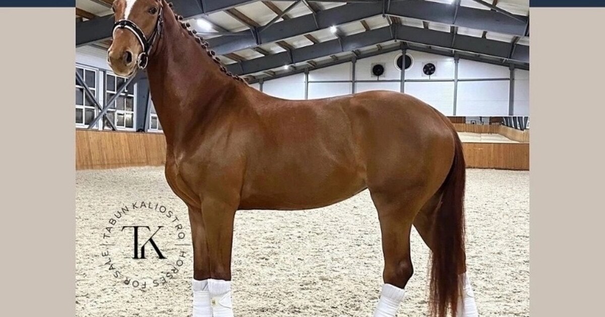 Наследование масти у лошадей. Наследование масти у лошадей. Гены мастей лошадей. Наследование мастей и отметин лошадей. Наследование масти лошадей таблица.