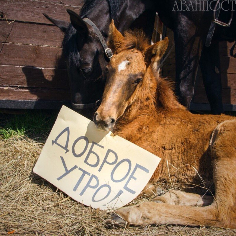 Фото Елены Серовой 