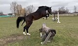 Конкур/троеборье 2022 гр