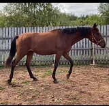 Молодая кобыла