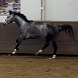 СЕРАЯ КОБЫЛА 7 ЛЕТ
