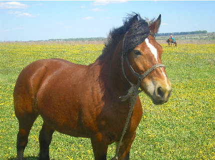 Моя любимая лошадка, Толстушкой зовут!;))))