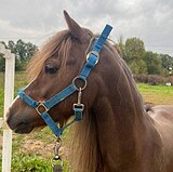 СУПЕР ПОНИ ПОД НАЧИНАЮЩИХ