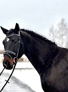 Орловский рысак, жеребец