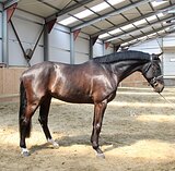 МЕРИН | РОЖДЕН В ГЕРМАНИИ 