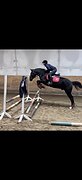 Спортивный мерин