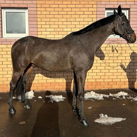 дикая лошадь тарпан. пол лошади. степная лошадь тарпан. 3 пол лошади. бретонский тяжеловоз.