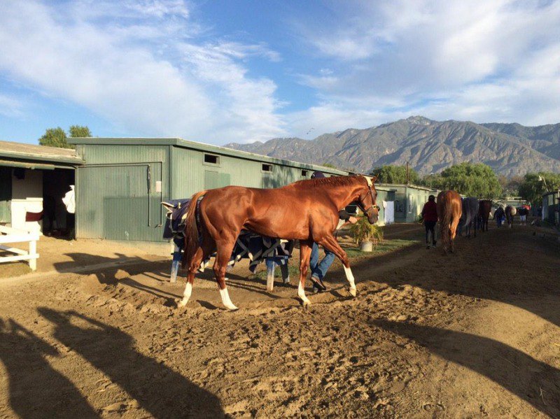 Ипподром Santa Anita Park 2016 год. Аркадия, Калифорния.