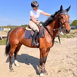 Мерин 