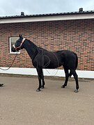 Кобыла РВП 2019 г.р.