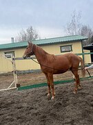 Перспективная кобылка