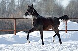 ганновер в/х155см 2025г.р.