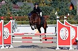 Кобыла 2016 гр под любого