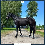 Вива Голден Леди