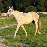 КОБЫЛА 6 ЛЕТ 173 СМ В ХОЛКЕ