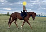 Молодой высокий мерин