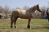 Пони выездка / конкур 