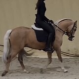 УЭЛЬСКИЙ ПОНИ СЕКЦИИ Б