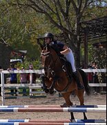 Мерин 2015 гр, 161 вх