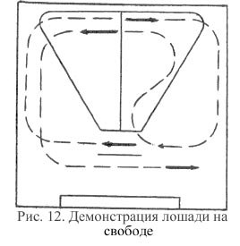 Демонстрация лошади на свободе