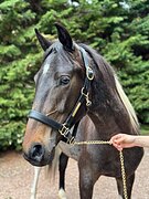 Мерин редкой масти