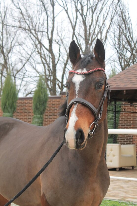 Конный спорт ростов