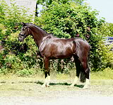 Выигрышный молодой конь