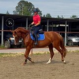 МОЛОДАЯ КОБЫЛА В СПОРТ