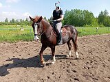 Кобыла 