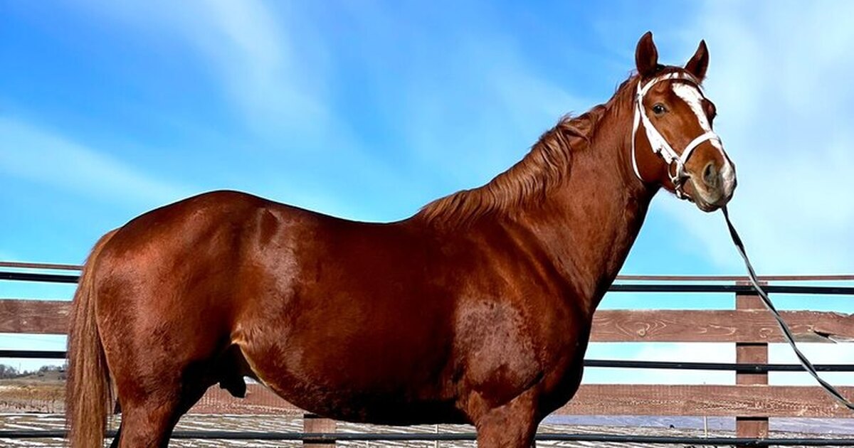 Лошадь спиной. Конь на спине. Лошадь спиной. Конь на спине. Провисшая спина у лошади.