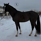 ЖЕРЕБЕЦ ОТ CORNET OBOLENSKY