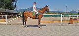 Конкурная кобыла расм обме