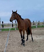 Молодой жеребец в конкур