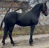 Жеребчик 75% фриз