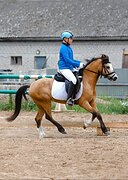 уэльский пони секцияБ 