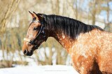Кобыла кросс-андалуз