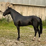 АКТИВНЫЙ МОЛОДОЙ ЖЕРЕБЕЦ •