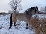 УЭЛЬСКИЙ ПОНИ