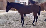 Ганноверская кобылка