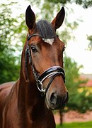 Stallion 2016