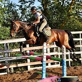 ГАННОВЕРСКАЯ КОБЫЛА