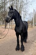 Мерин 